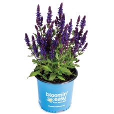SALVIA PERPETUAL PURPLE