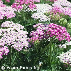 ACHILLEA OERTELS ROSE