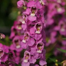 ANGELONIA SERENITA RASPBERRY
