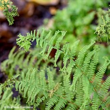 ATHYRIUM FRONDS FOREVER