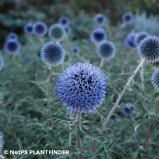 ECHINOPS BLUE GLOW