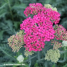 ACHILLEA SAUCY SEDUCTION