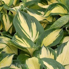 HOSTA BEACH BOY
