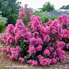 LAGERSTROEMIA PEPPERMINT MOCHA