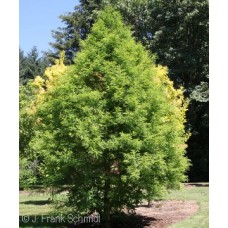 TAXODIUM DIS GREEN WHISPER