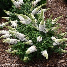 BUDDLEIA PUGSTER WHITE