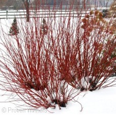 CORNUS STO ARCTIC FIRE
