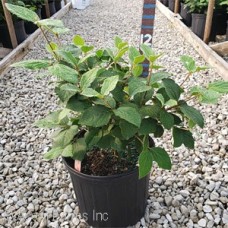 VIBURNUM CARLESII SUGARN SPICE