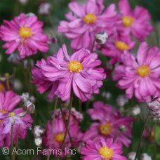 ANEMONE PAMINA