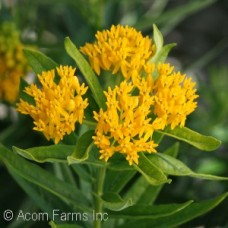 ASCLEPIAS TUB HELLO YELLOW