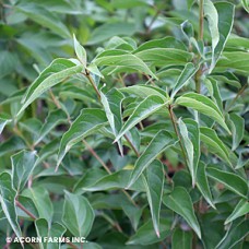 CORNUS AMOMUM