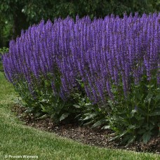 SALVIA NEM BLUE BY YOU