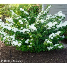 VIBURNUM PLI OPENING DAY