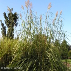 ERIANTHUS RAVENNAE
