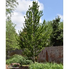 TAXODIUM DIS PEVE MINARET