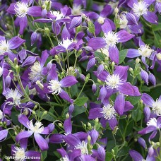 CLEMATIS VIOLET STARDUST