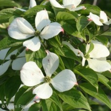 CORNUS RUT RUTH ELLEN