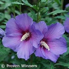 HIBISCUS SYR PARAPLU VIOLET