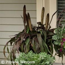 MILLET PURPLE BARON