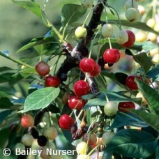 PRUNUS NORTH STAR