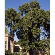 ULMUS ACCOLADE