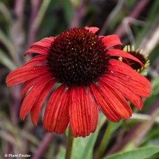 ECHINACEA POSTMAN