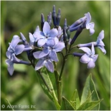 AMSONIA BLUE ICE