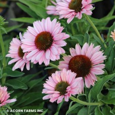 ECHINACEA SUNSEEKERS SALMON