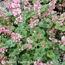 HEUCHERELLA PINK REVOLUTION