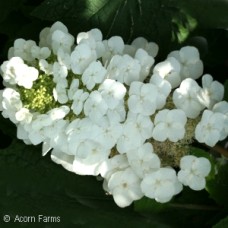 HYDRANGEA QUE SIKES DWARF