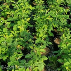 RUBUS IDA HERITAGE