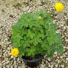 TROLLIUS LEMON QUEEN