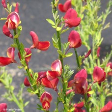 CYTISUS BOSKOOP RUBY