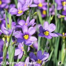 SISYRINCHIUM ANG LUCERNE