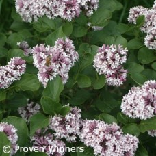 SYRINGA BABY KIM