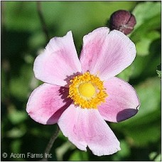 ANEMONE TOM ROBUSTISSIMA