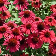 ECHINACEA BAJA BURGUNDY
