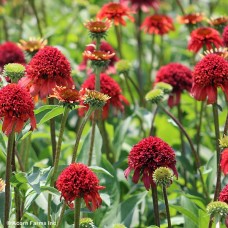 ECHINACEA SWEET CHILI