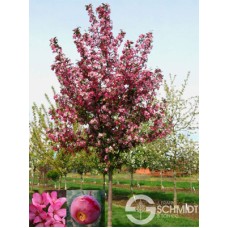 MALUS RUBY DAYZE