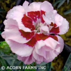DIANTHUS KISS AND TELL