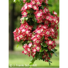 CRATAEGUS LAE CRIMSON CLOUD