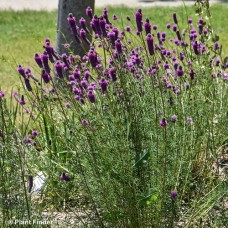 DALEA PURPUREA