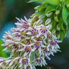 EUCOMIS SAFARI ADVENTURE