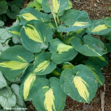 HOSTA DREAM WEAVER