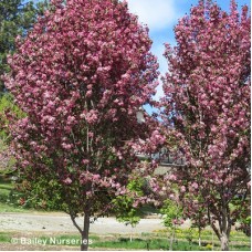 MALUS COURAGEOUS