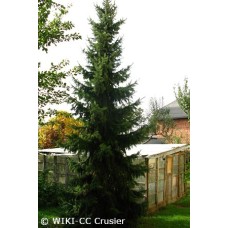 PICEA OMORIKA