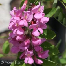 ROBINIA PSE PURPLE ROBE