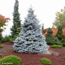 PICEA PUN MONTY