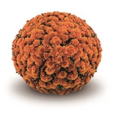 CHRYSANTHEMUM BEVERLY BRONZE