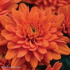 CHRYSANTHEMUM ORANGE ZEST